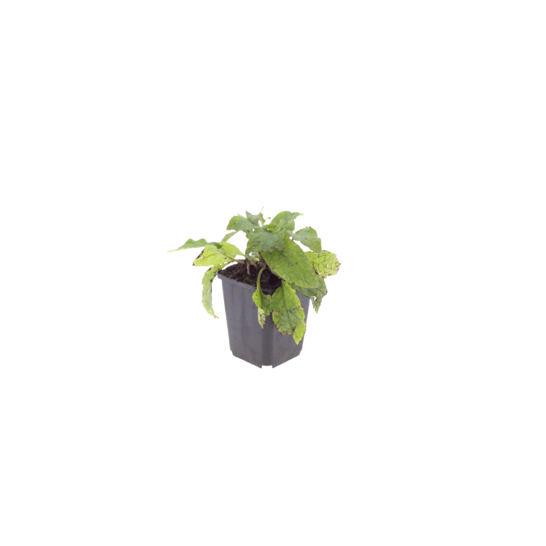 Symphytum grandiflorum – 6 Pflanzen Ø9cm – Höhe10-25cm – Frühblühender Bodendecker für Schatten & Halbschatten – Cremegelbe Blüten – Winterhart pflegeleicht - Oasis of Life
