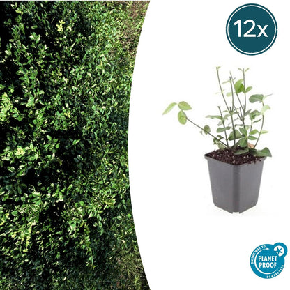 Purpur-Kriechspindel Euonymus fortunei 'Coloratus' – ↕10-25cm – Ø9cm – 12 Pflanzen – Winterharter Zierstrauch für Beete, Bodendecker & Hecken – Glänzende Blätter & purpur-rosa Beeren 