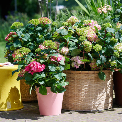 Green boutiQ - Gartenpflanze - Hydrangea Endles Summer The Original Pink - Hortensie - Winterhart - Rosa - 2 Pflanzen - Topf 14cm - Höhe 20-25cm 