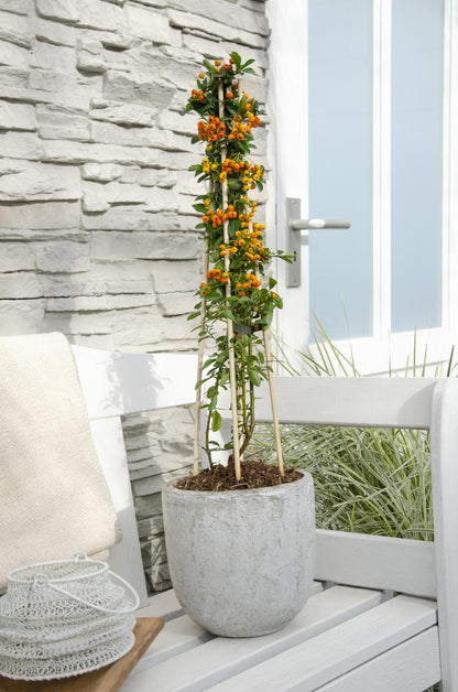 Feuerdorn Pyracantha 'Orange Glow' – Kletterstrauch – Ø15cm – ↨65cm – 3 Pflanzen – Frosthart, immergrün, leuchtend orange Beeren 