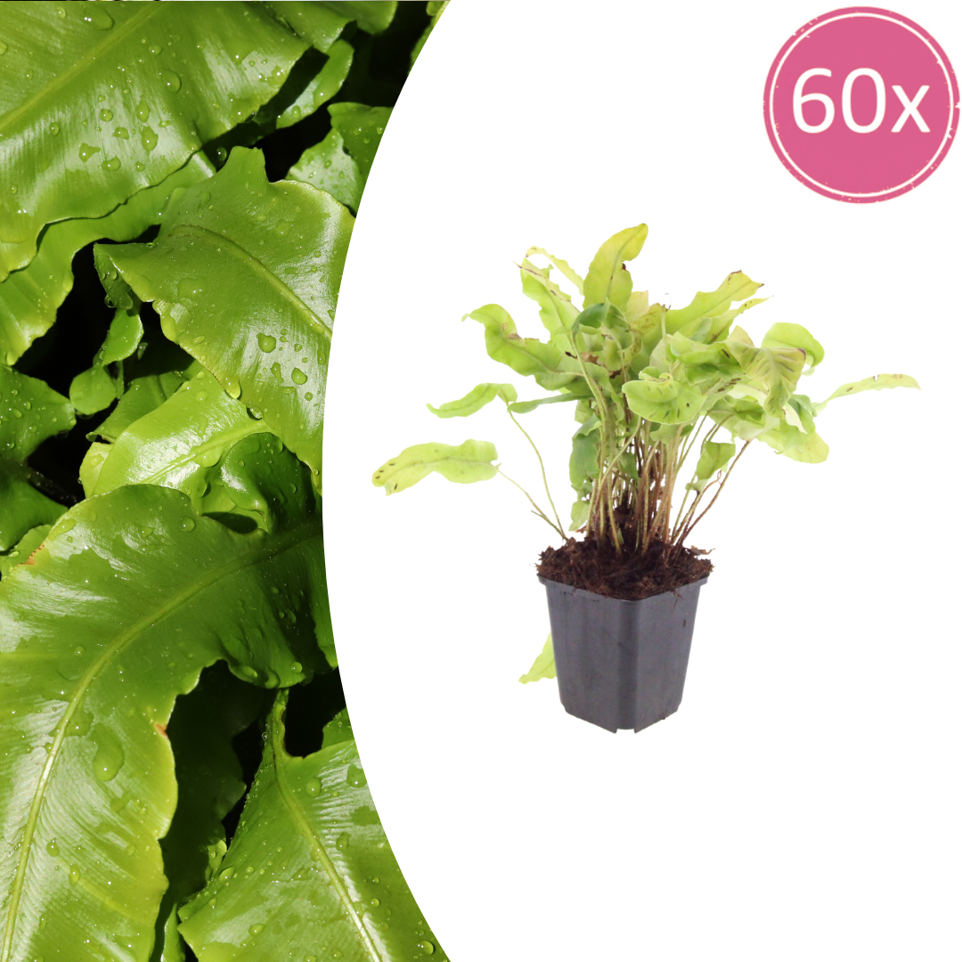 Hirschzungenfarn Asplenium scolopendrium – 60 Pflanzen – Immergrüner Farn für Schatten & Halbschatten – Strukturpflanze für Garten & Beet – 10-25cm – Ø9cm – Winterhart - Oasis of Life