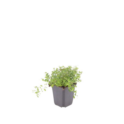 Thymus serpyllum Pflanzenset – 6 kräftige Sand-Thymian Pflanzen Ø9cm – Duftender Bodendecker für sonnige Standorte – Winterharte Kriechpflanze für Garten Wege Steinfugen Terrasse Bienenfreundlich 