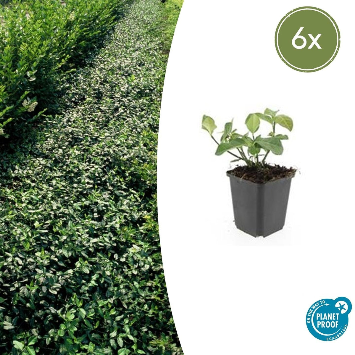 Spindelstrauch – Euonymus fortunei 'Dart's Blanket' – ↕10-25 cm – Ø9 cm – 6 Pflanzen – Bodendecker – Schattentolerant – Winterhart – Pflegeleicht 
