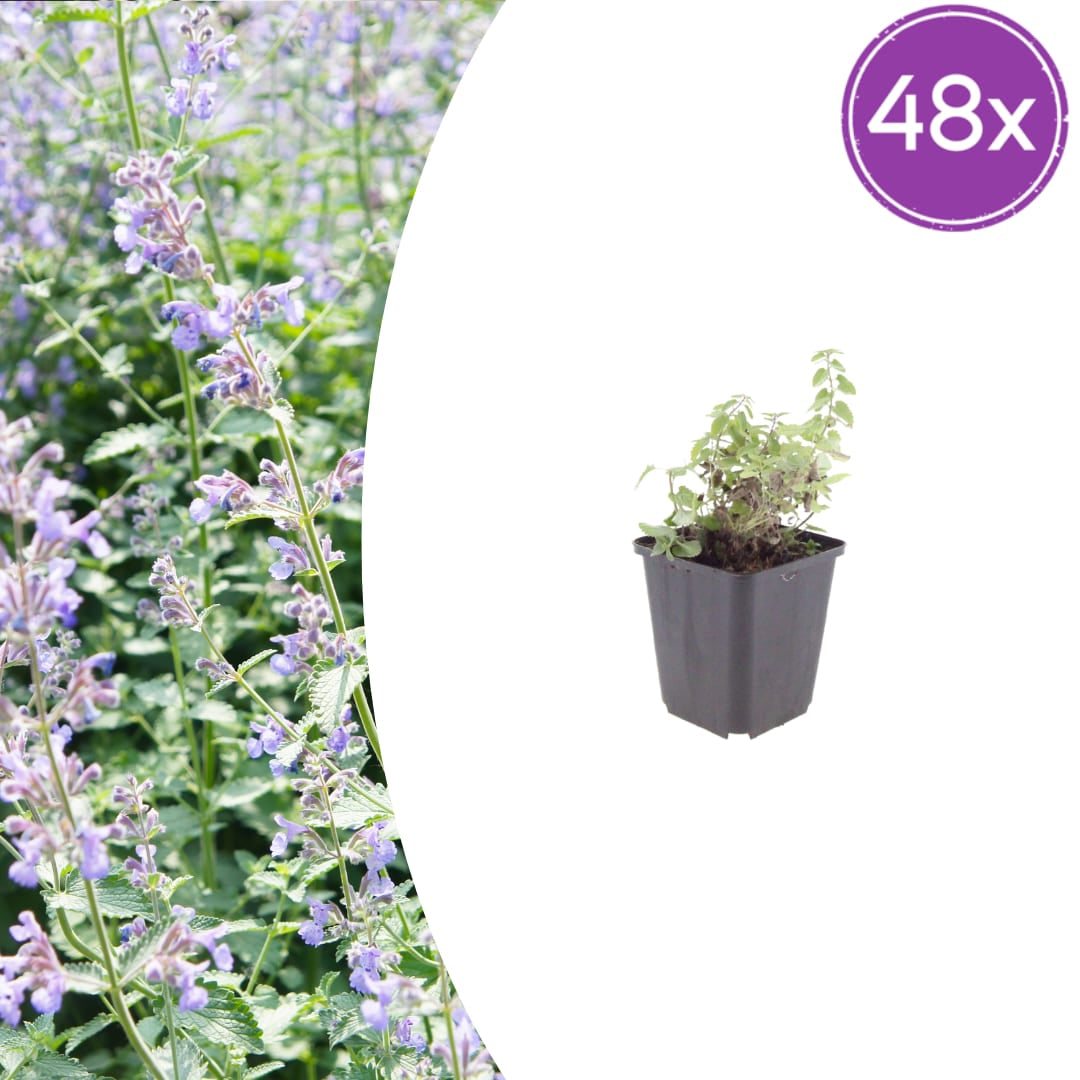 Nepeta faassenii Katzenminze Winterharte Staude für Beet Ø9cm 48 Stück