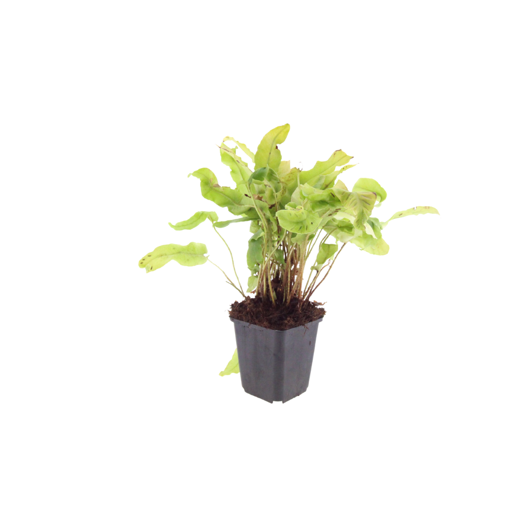 Hirschzungenfarn Asplenium scolopendrium – 6 Pflanzen – Immergrüner Farn für Schatten & Halbschatten – Strukturpflanze für Garten & Beet – 10-25cm – Ø9cm – Winterhart - Oasis of Life