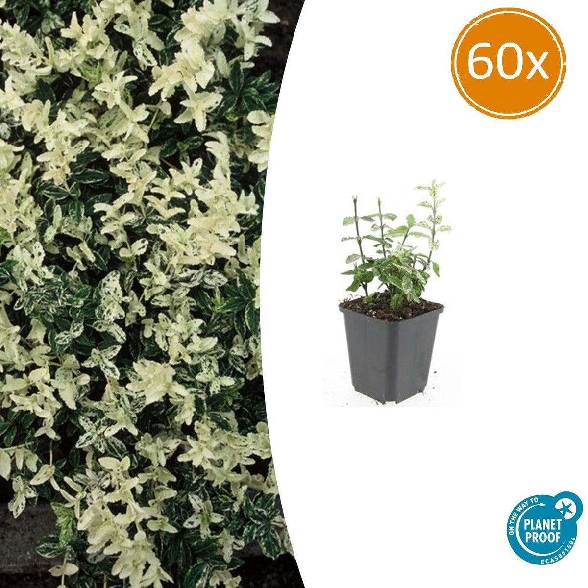 Kriechspindel – Euonymus fortunei 'Harlequin' – ↕10-25 cm – Ø9 cm – 60 Pflanzen – Buntlaubiger Bodendecker – Winterhart & pflegeleicht – Sonne & Schatten 