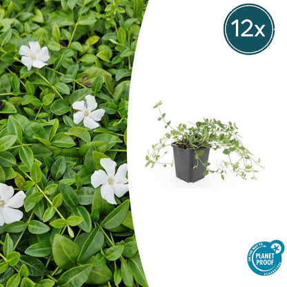 Kleines Immergrün Vinca minor 'Gertrude Jekyll' – ↕10-25cm – Ø9cm – 12 Pflanzen – Strahlend weiße Blüten – Immergrün & pflegeleicht – Schattentauglicher Bodendecker 