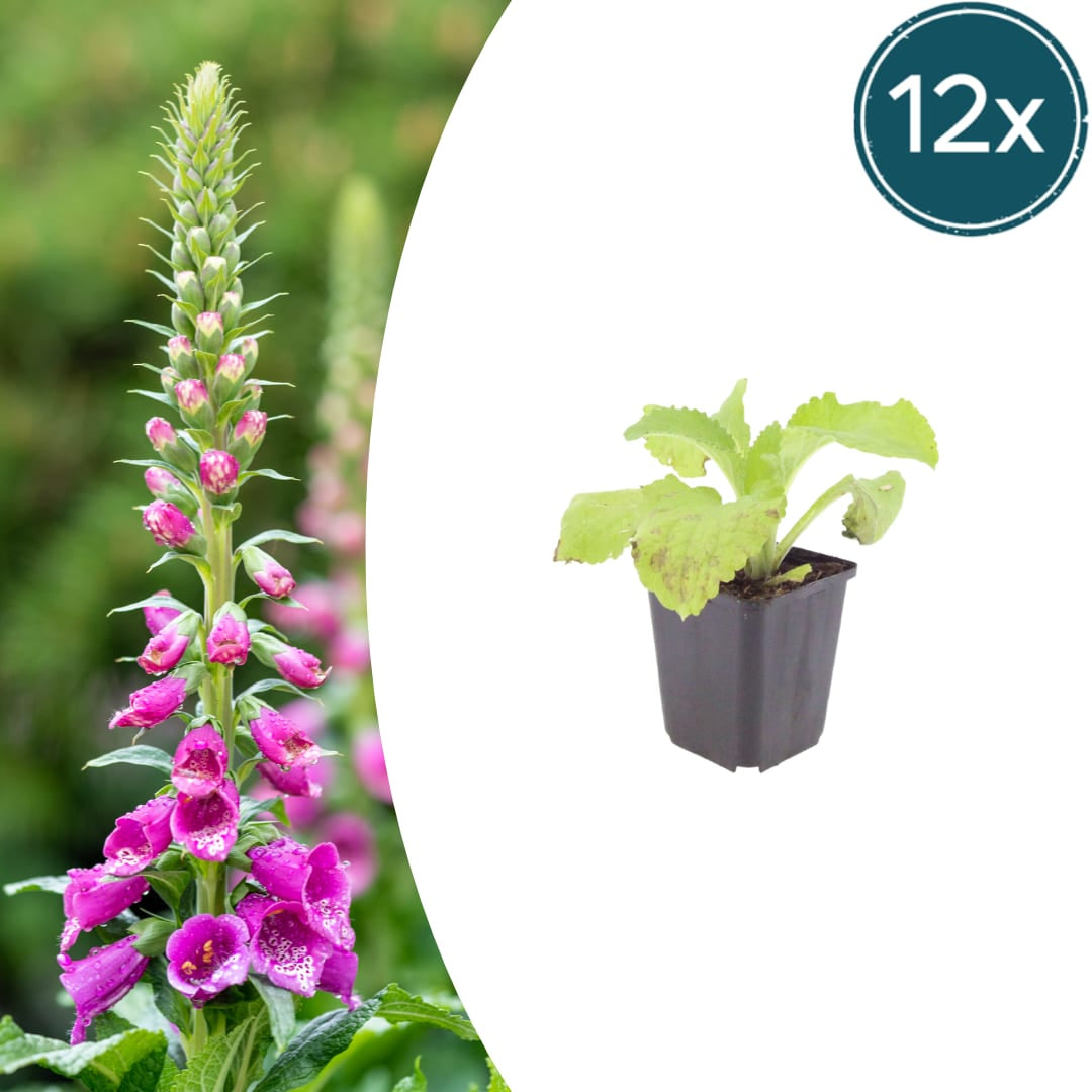 Roter Fingerhut Digitalis purpurea Hohe Blütenstaude für Garten & Cottage Ø9cm 12 Stück