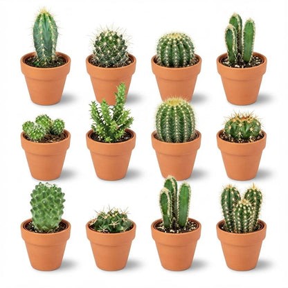 Mini Kakteen Mix – 12 Pflanzen – Ø8,1cm Terrakottatöpfe – Höhe 5–10cm – Pflegeleichte Zimmerpflanzen – Kakteen Set für Fensterbank Büro & Wohnraum 