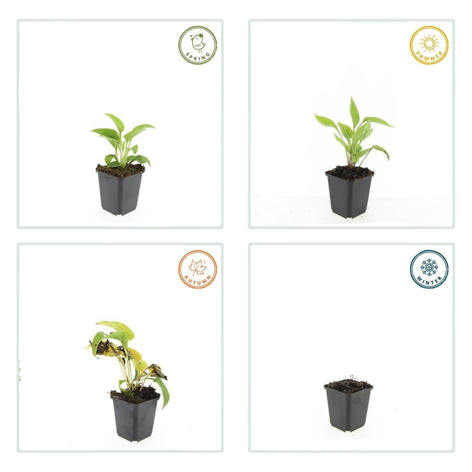 Scheinsonnenhut – Echinacea purpurea 'White Swan' – ↑10-25cm – Ø9cm – 6 Pflanzen – Weiße Blüten, Bienen- und Schmetterlingsfreundlich, pflegeleicht, robuste Staude 