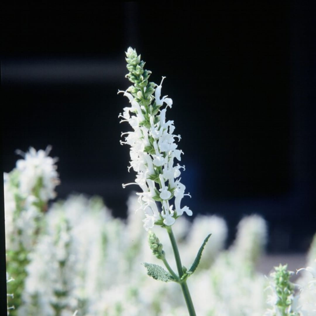 Salvia nemorosa Schneehügel – 6 Pflanzen – Ø9cm – Höhe 10-25cm – Steppensalbei – Hellblaue Blütenähren – Bienenfreundlich für Beet & Steingarten - Oasis of Life