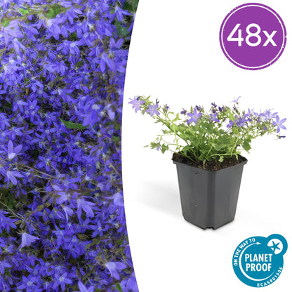 Campanula poscharskyana 'Stella' – 48 Pflanzen – ↕10-25cm – Ø9cm – Blau blühender Bodendecker – Winterhart & pflegeleicht 