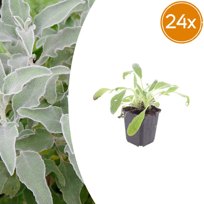 Stachys byzantina Eselsohren – 24 Pflanzen – Ø9cm – Höhe 10-25cm – Silberlaub Bodendecker für sonnige Beete, Steingarten & Rabatten - Oasis of Life