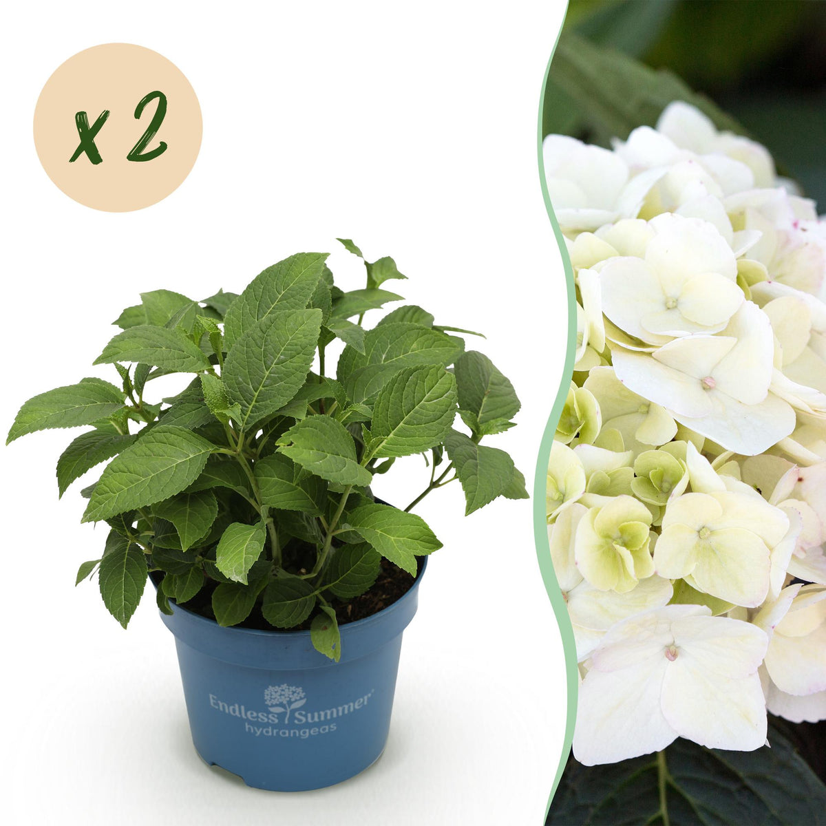 Green boutiQ - Gartenpflanze - Hydrangea Endless Summer The Bride - Hortensie - Winterhart - Weiß - 2 Pflanzen - Topf 14cm - Höhe 20-25cm 