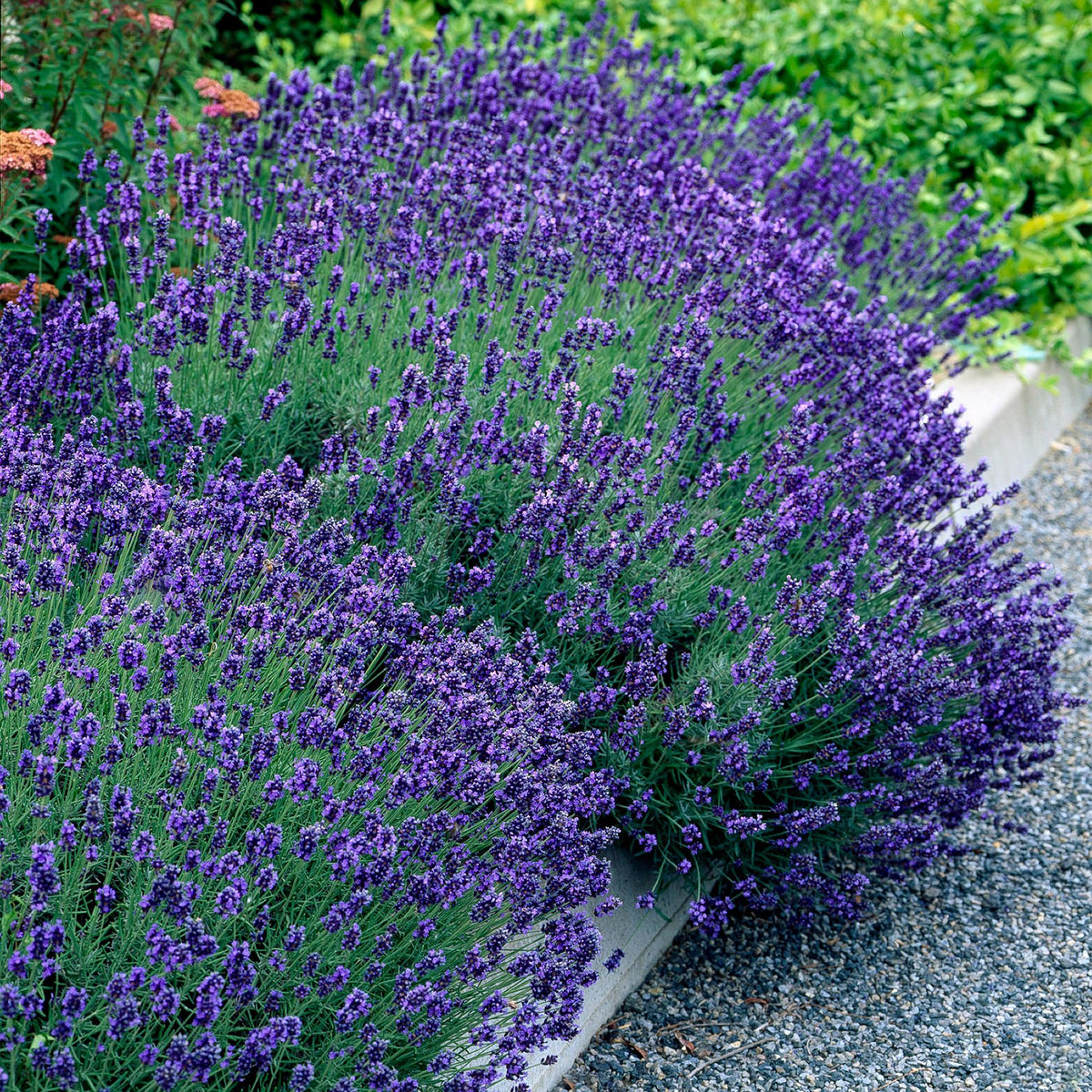 Green boutiQ - Gartenpflanze - Lavandula angustifolia Hidcote - Lavendel - Winterhart - Lila - 6 Pflanzen - Topf 12cm - Höhe 15-25cm 