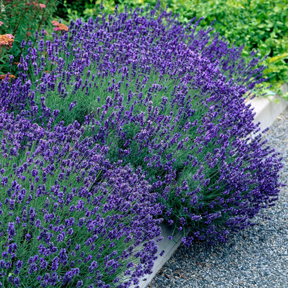 Green boutiQ - Gartenpflanze - Lavandula angustifolia Hidcote - Lavendel - Winterhart - Lila - 6 Pflanzen - Topf 12cm - Höhe 15-25cm 