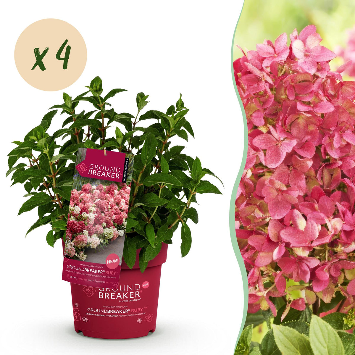 Green boutiQ - Gartenpflanze - Hydrangea panniculata Groundbreaker Ruby - Rispenhortensie - Winterhart - Rot - 4 Pflanzen - Topf 14cm - Höhe 20-25cm 
