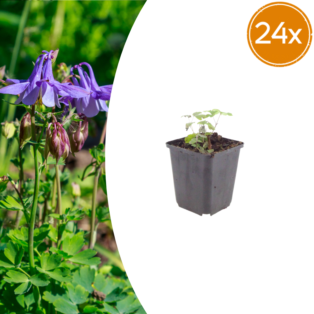 Akelei Aquilegia vulgaris – 24 Pflanzen – 10-25cm – Ø9cm – Winterharte Staude für Sonne & Halbschatten – Blühpflanze für Beet, Steingarten & Naturgarten - Oasis of Life