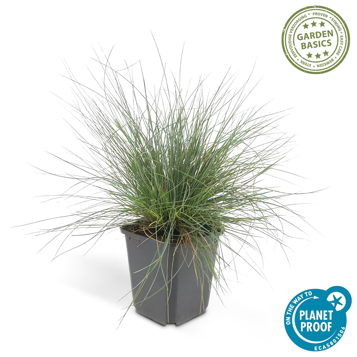 Blau-Schwingel – Festuca glauca 'Elijah Blue' – ↕10-25 cm – Ø9 cm – 6 Pflanzen – Ziergras – Blau-graues Gras – Pflegeleicht & Winterhart – Steingarten & Beete 