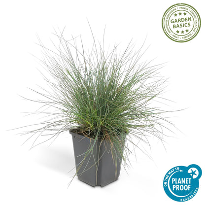 Blau-Schwingel – Festuca glauca 'Elijah Blue' – ↕10-25 cm – Ø9 cm – 6 Pflanzen – Ziergras – Blau-graues Gras – Pflegeleicht & Winterhart – Steingarten & Beete 