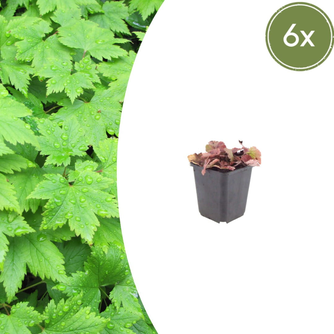 Tiarella cordifolia – 6 Pflanzen – Ø9cm – Höhe 10-25cm – Winterharte Schattenstaude – Weiße Blüten – Bodendecker für Beet, Gehölzrand & Waldgarten - Oasis of Life