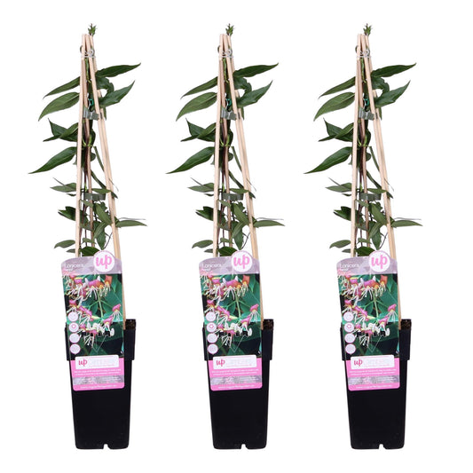 Geißblatt Lonicera henryi 'Copper Beauty' – Kletterpflanze – Ø15cm – ↨65cm – 3 Pflanzen– Immergrün, duftend, pflegeleicht 