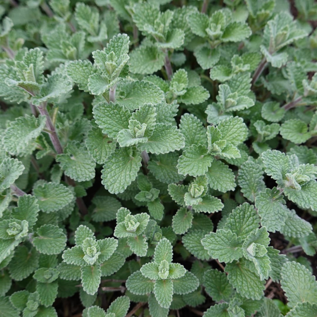 Nepeta faassenii Katzenminze Winterharte Staude Ø9cm 6 Stück