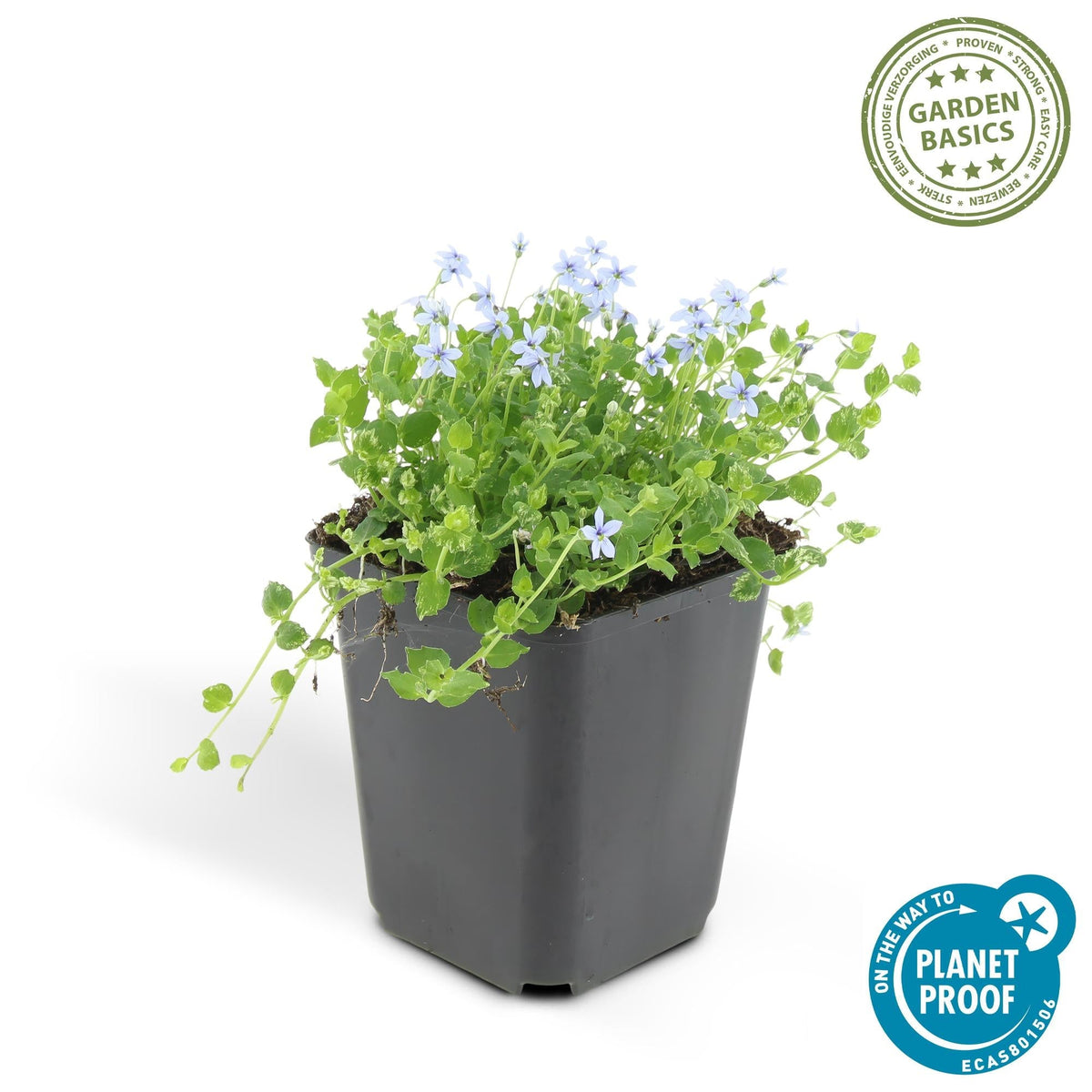 Blauer Bubikopf Isotoma fluviatilis – ↕10-25cm – Ø9cm – 6 Pflanzen – Niedriger Bodendecker mit blauen Sternblüten 