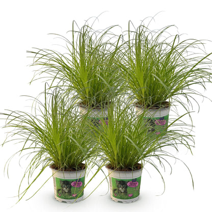 Green boutiQ - Zimmerpflanze - Cyperus alternifolius Zumula - Katzengras - Haustierfreundlich - Grün - 4 Pflanzen - Topf 12cm - Höhe 28-30cm 