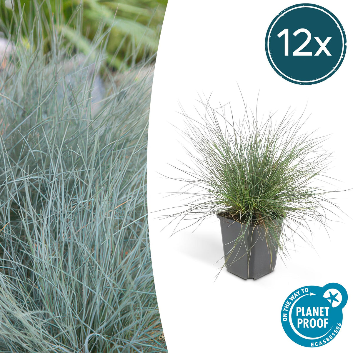 Blau-Schwingel – Festuca glauca 'Elijah Blue' – ↕10-25cm – Ø9cm – 12 Pflanzen – winterhart & pflegeleicht 