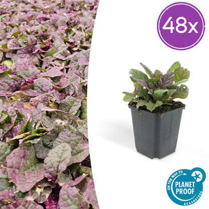 Ajuga reptans 'Burgundy Glow' – 48 Pflanzen – ↕10-25cm – Ø9cm – Bodendecker – Mehrfarbiges Laub – Winterhart & Pflegeleicht – Bienenfreundlich 