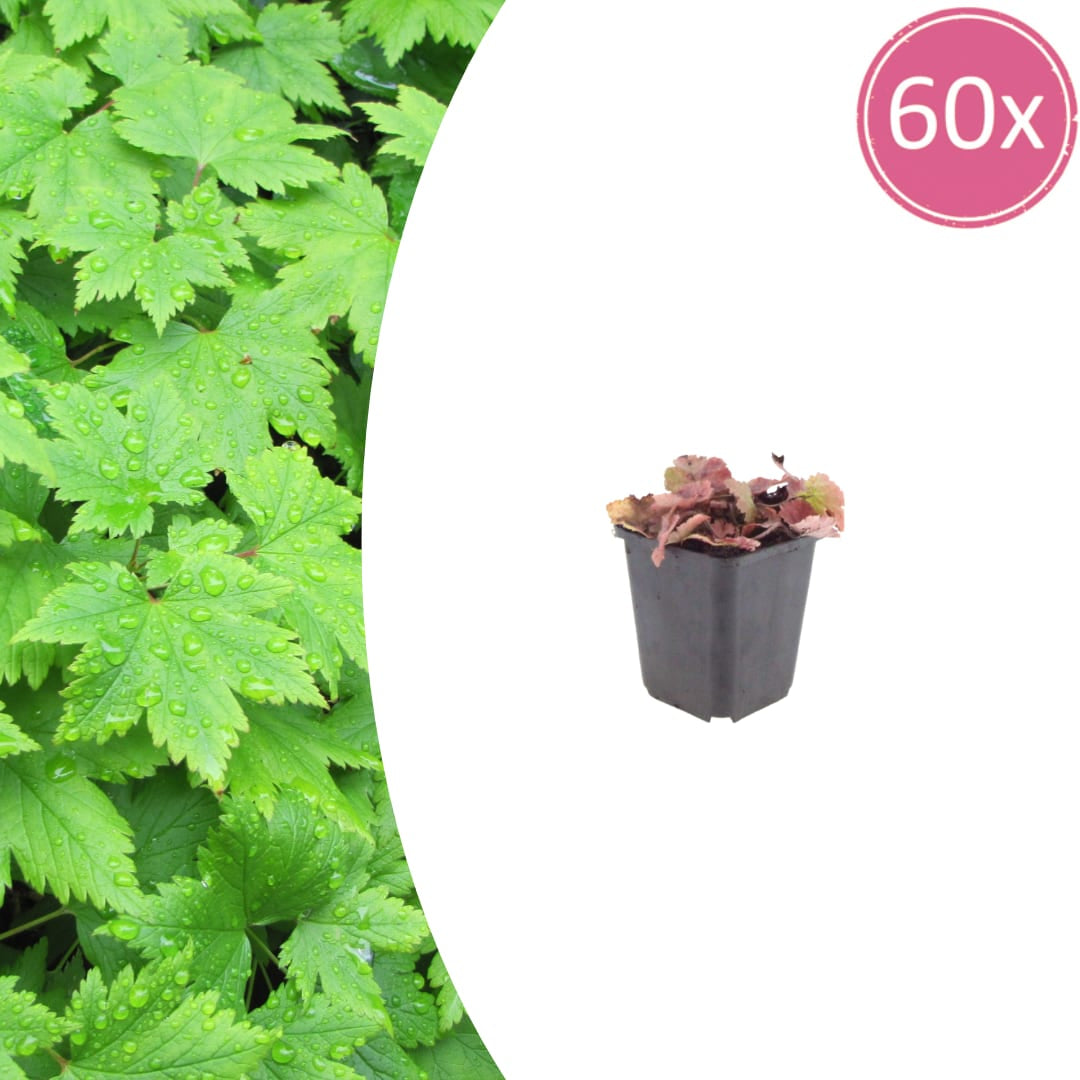 Tiarella cordifolia – 60 Pflanzen – Ø9cm – Höhe 10-25cm – Winterharte Schattenstaude – Weiße Blüten – Bodendecker für Gehölzrand, Beet & Waldgarten - Oasis of Life