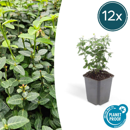 Immergrüne Kriechspindel – Euonymus fortunei radicans – ↕10-25 cm – Ø9 cm – 12 Pflanzen – Bodendecker – Pflegeleicht & Winterhart – Garten, Beete & Zäune 