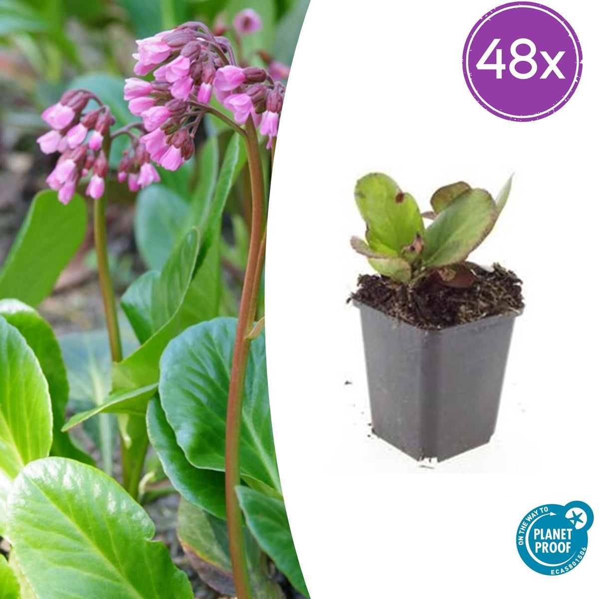 Bergenia cordifolia 'Herbstblüte' – 48 Pflanzen – ↕10-25cm – Ø9cm – Immergrüne Staude – Herbstblüte in Rosa – Pflegeleicht – Für Schattige Standorte 
