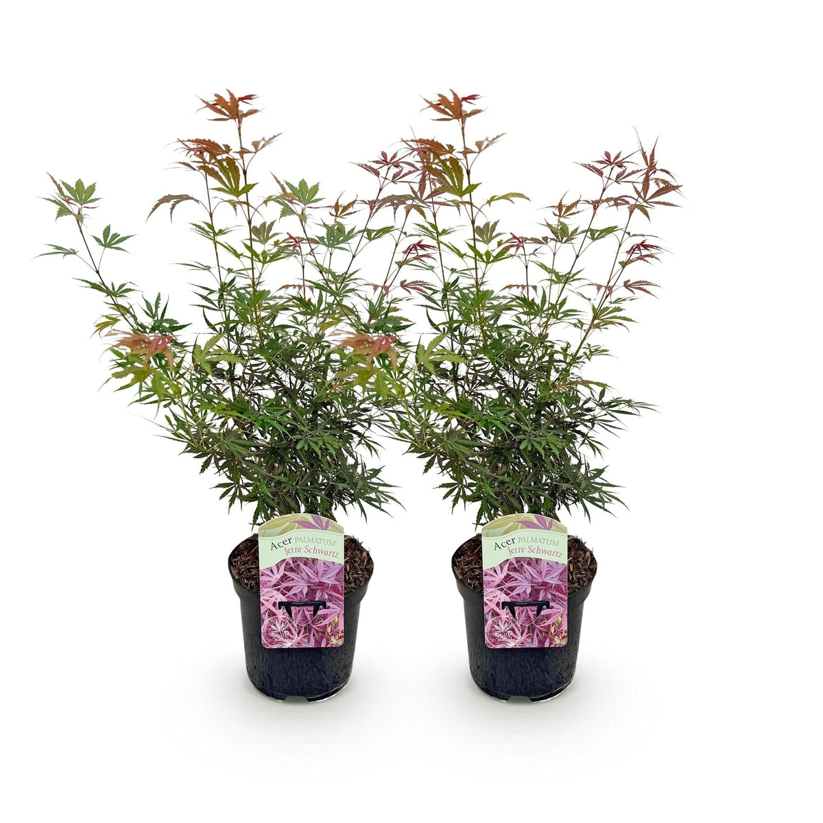 Japanischer Ahorn – Acer palmatum Jerre Swarts – 2 Pflanzen – Dunkelrot – je ca. 70 cm hoch – im 19 cm Topf – Balkon- & Kübelpflanze – Farbwechsel im Herbst 