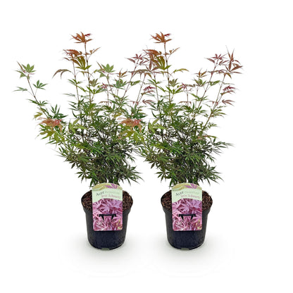 Japanischer Ahorn – Acer palmatum Jerre Swarts – 2 Pflanzen – Dunkelrot – je ca. 70 cm hoch – im 19 cm Topf – Balkon- & Kübelpflanze – Farbwechsel im Herbst 