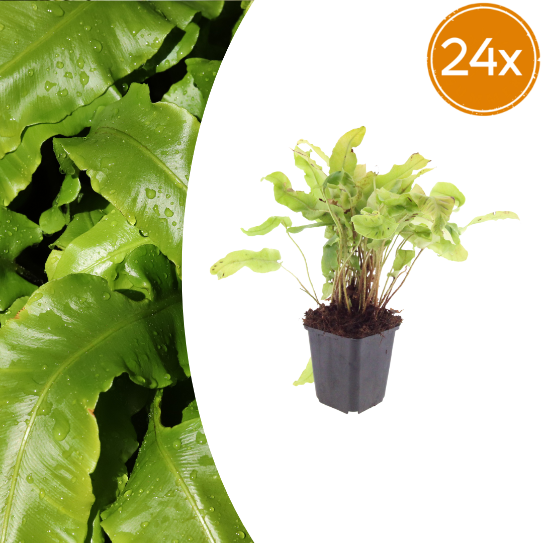 Hirschzungenfarn Asplenium scolopendrium – 24 Pflanzen – Immergrüner Farn für Schatten & Halbschatten – Strukturpflanze für Garten & Beet – 10-25cm – Ø9cm – Winterhart - Oasis of Life