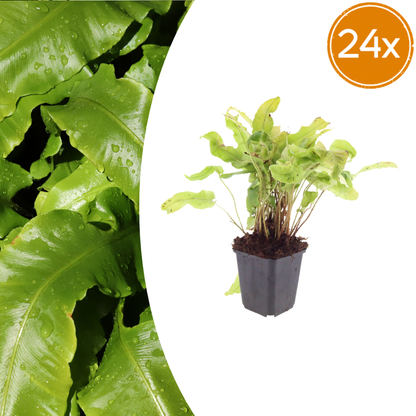 Hirschzungenfarn Asplenium scolopendrium – 24 Pflanzen – Immergrüner Farn für Schatten & Halbschatten – Strukturpflanze für Garten & Beet – 10-25cm – Ø9cm – Winterhart - Oasis of Life
