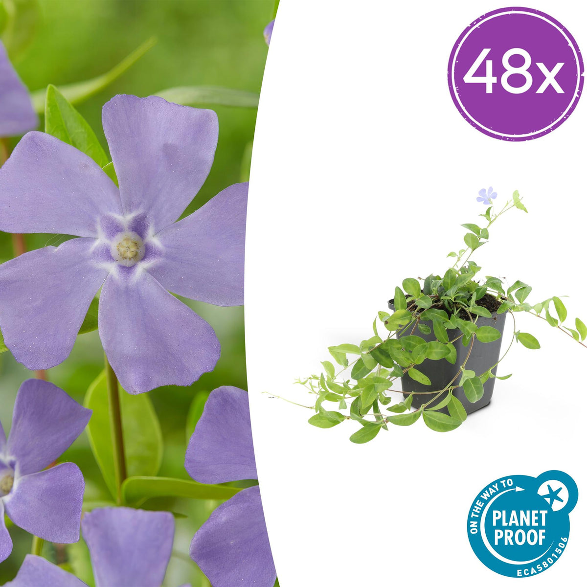 Vinca minor 'La Grave' – Immergrüner Bodendecker – Violette Blüten – 48 Pflanzen – 10–25 cm – Ø9 cm – Robuste, pflegeleichte Unterpflanzung für Garten, Beete & Steingärten – Schattentolerant 