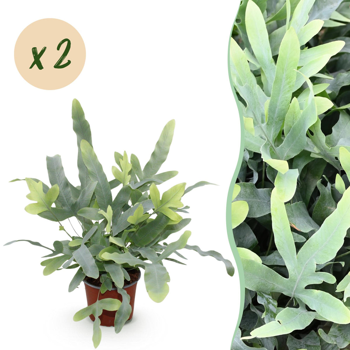 Green boutiQ - Zimmerpflanze - Phlebodium aureum Blue Star - Blaue Farn - Haustierfreundlich - Blau - 2 Pflanzen - Topf 12cm - Höhe 25-30cm 
