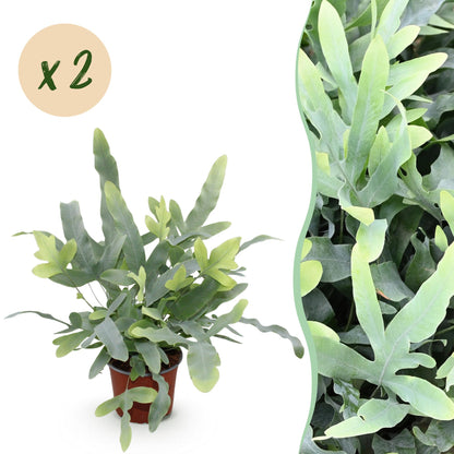 Green boutiQ - Zimmerpflanze - Phlebodium aureum Blue Star - Blaue Farn - Haustierfreundlich - Blau - 2 Pflanzen - Topf 12cm - Höhe 25-30cm 