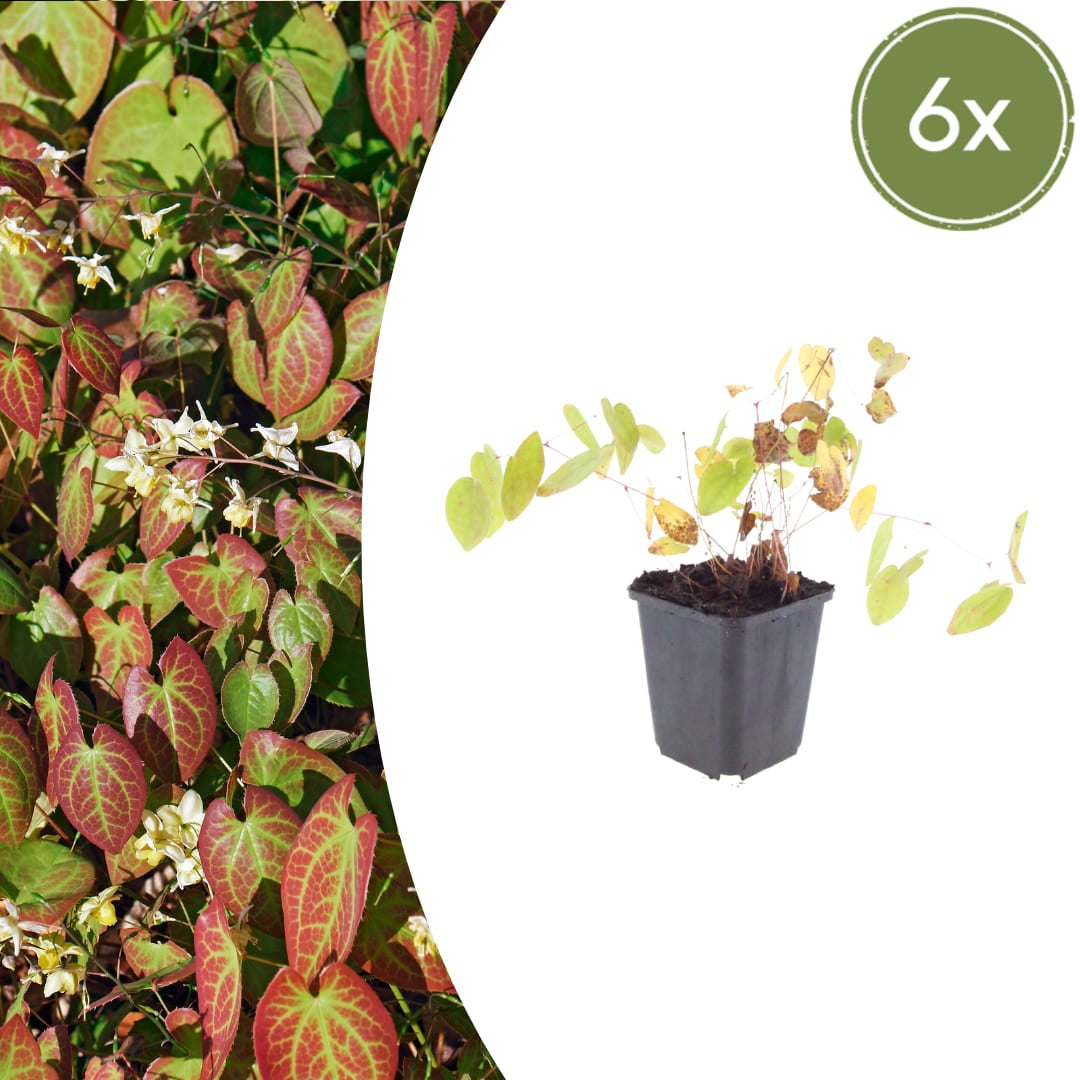 Elfenblume Epimedium × youngianum ‘Niveum’ Weiße Schattenstaude Ø9cm 6 Stück