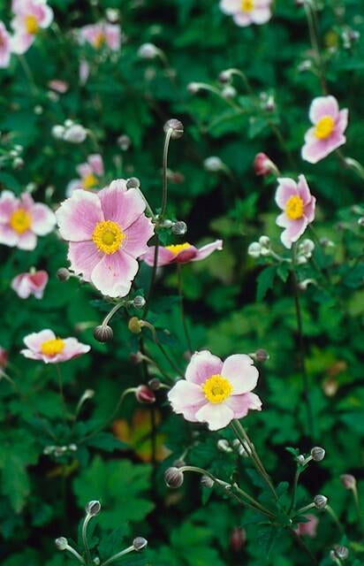 Filzige Herbst-Anemone – Anemone tom. 'Robustissima' – ↕10-25cm – Ø9cm – 6 Pflanzen – Bienenfreundliche, purpurblaue Staude für Beete & Rabatten 