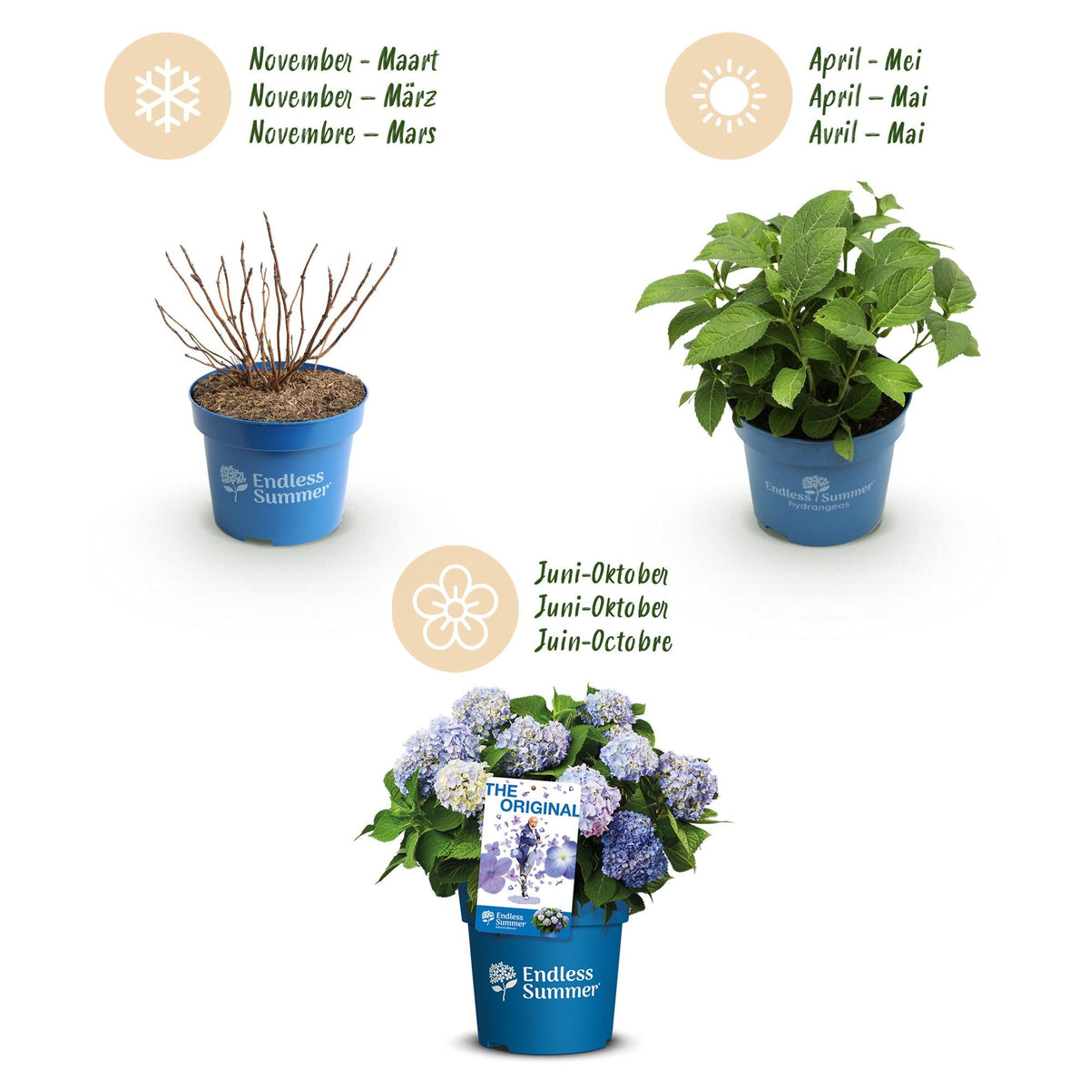Green boutiQ - Gartenpflanze - Hydrangea Endless Summer The Original Blue - Hortensie - Frosthart - Blau - 2 Pflanzen - Topf 14cm - Höhe 20-25cm 
