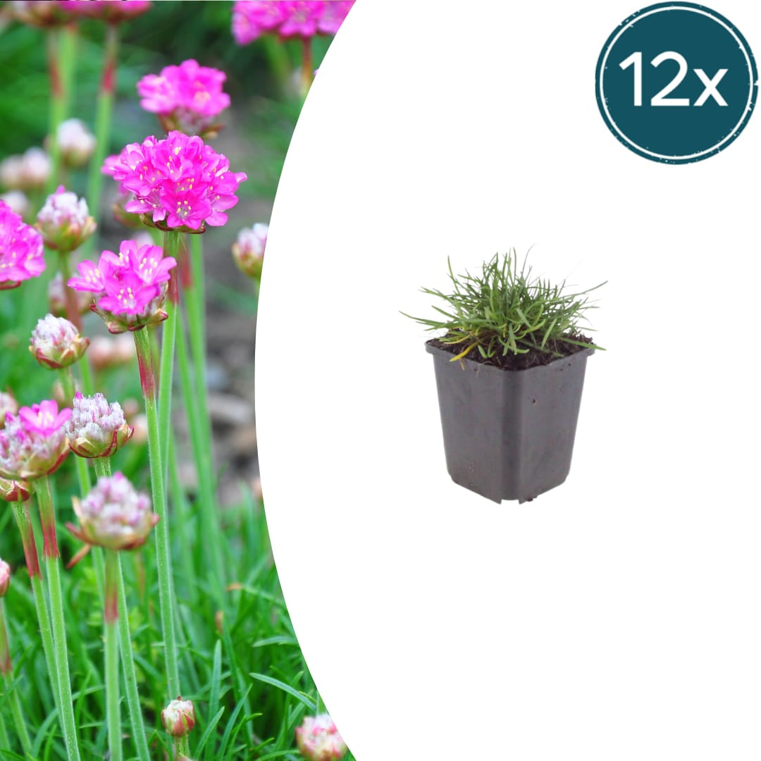 Grasnelke Armeria maritima ‘Splendens’ – 12 Pflanzen – 10-25cm – Ø9cm – Winterharte Staude mit rosa Blüten – Ideal für Steingarten, sonnige Beete & Bordüren - Oasis of Life