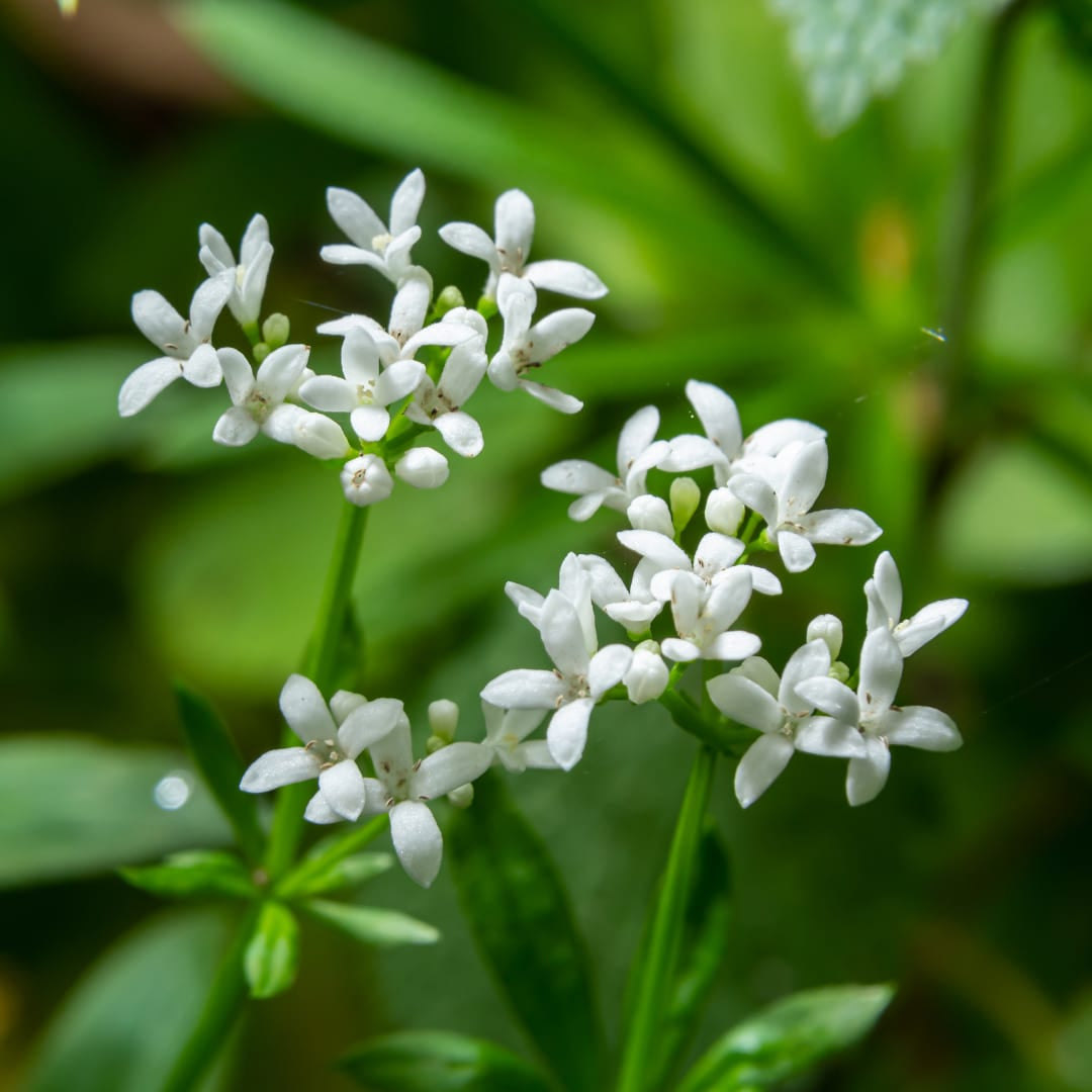 Galium odoratum Waldmeister Ø9cm 6 Stück