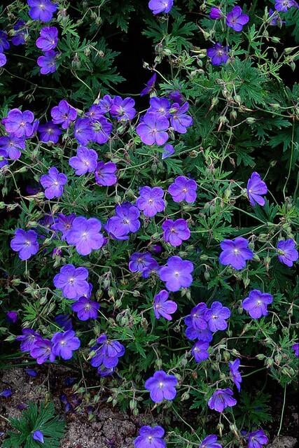 Storchschnabel Geranium 'Johnson's Blue' – ↕10-25cm – Ø9cm – 6 Pflanzen – Winterharte Staude & Bodendecker – Leuchtend blaue Blüten 
