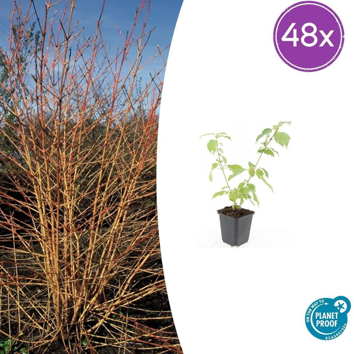 Cornus sanguinea 'Anny's Winter Orange' – 48 Pflanzen – ↕10-25cm – Ø9cm – Winterharte Ziersträucher – Leuchtend Orangefarbene Zweige – Pflegeleicht & Vogelfreundlich 
