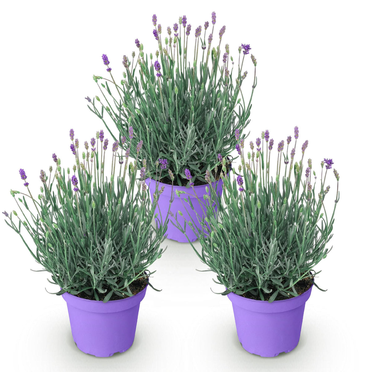 Green boutiQ - Gartenpflanze - Lavandula angustifolia Munstead - Lavendel - Winterhart - Lila - 3 Pflanzen - Topf 12cm - Höhe 15-25cm 
