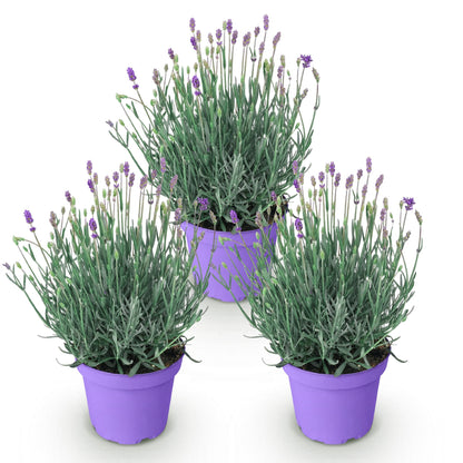 Green boutiQ - Gartenpflanze - Lavandula angustifolia Munstead - Lavendel - Winterhart - Lila - 3 Pflanzen - Topf 12cm - Höhe 15-25cm 